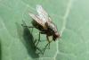 Phaonia rufipalpis